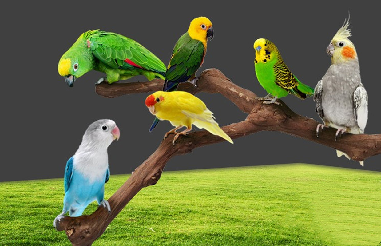 Natural Vine Bird Perch