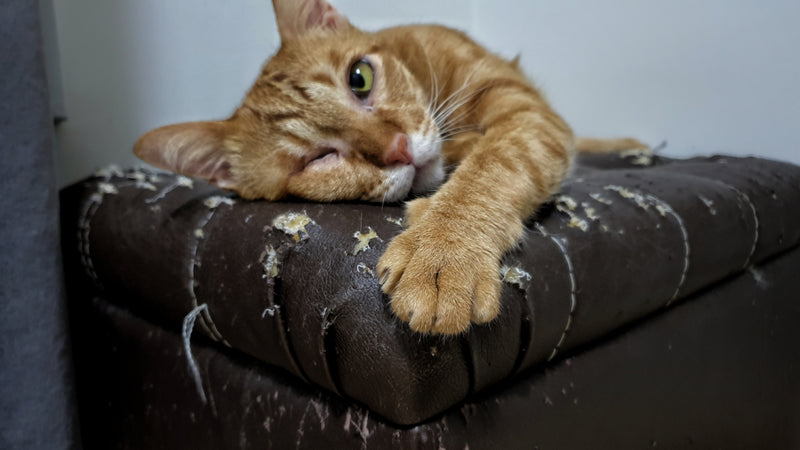 Zerkratzt Ihre Katze Ihre Möbel?