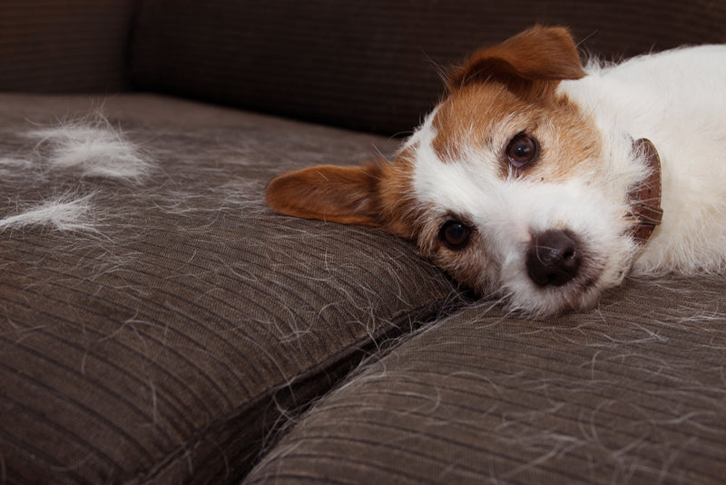 Keine Lust mehr auf Hundehaare überall?